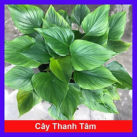 Cây Thanh Tâm - Cây cảnh trong nhà + Tặng phân bón cho cây mau lớn