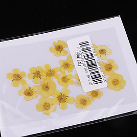 20x Multi Real Pressed Dried Flowers for Scrapbooking DIY Phone Decorations