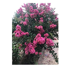 Mua Cây hoa tường vi hồng đậm