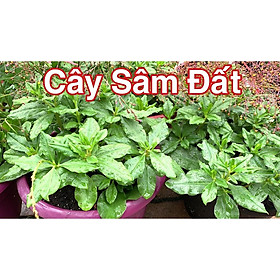Cây giống sâm đất - cây giống to