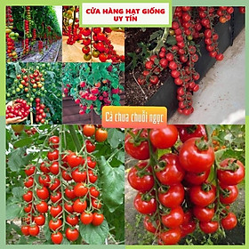 Gói 150 hạt giống cà chua chuỗi ngọc lai F1 Loại Siêu Dễ Trồng & Dễ Thu