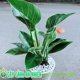 Mua Chậu Cây Trầu Bà Hoàng Kim
