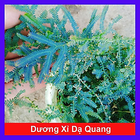 Cây Dương Xỉ Dạ Quang - cây cảnh để bàn + tặng phân bón cho cây mau lớn