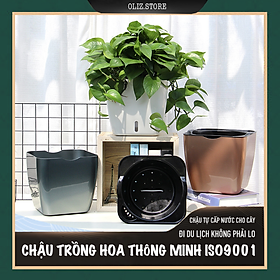 Chậu trồng cây G113. Chậu trồng cây thông minh tự dưỡng, có chức năng tự tưới nước cho cây