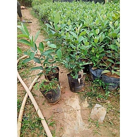 Cây giống sim như hình 1 về trồng là có quả