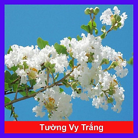 Cây tường vy hoa trắng - cây cảnh đẹp + tặng phân bón cho cây