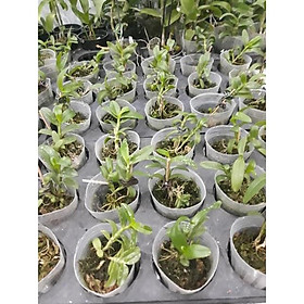 Hoa phong lan phi điệp 5ct cánh trắng phú thọ gieo hạt