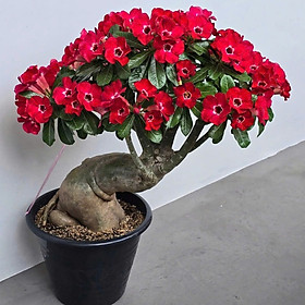 Hạt giống hoa sứ kép Bonsai Thái Lan - Bịch 10 hạt – Mã số 1584