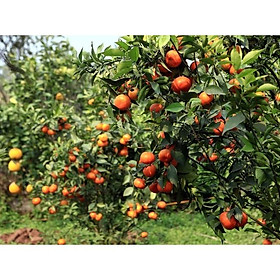 CÂY GIỐNG CAM ĐƯỜNG CANH SIÊU NGON SIÊU QUẢ- CAM KÊT GIỐNG CHUẨN F1