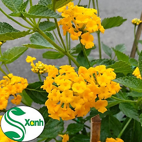 Mua Hoa Trâm ổi vàng  Hoa ngũ sắc vàng rủ