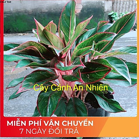 Hình ảnh Cây Phú Quý