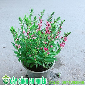 Mua Cây Hoa Phi Yến