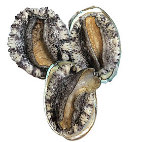 BÀO NGƯ HÀN QUỐC SIZE ĐẠI - 500G
