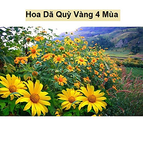 Hạt Giống Hoa Dã Quỳ Vàng - Dã Quỳ Vàng 4 Mùa - Gói 50 Hạt