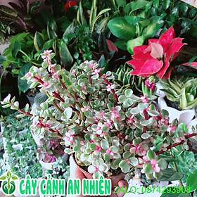 Mua Cây Cành Vàng Lá Ngọc