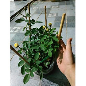 Hoa hoa hồng đổi màu- bầu to, cây lớn trường thành