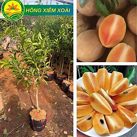 Cây Hồng Xiêm Xoài  Choai cao 1m-1,2m quả ngọt mát giống ghép chuẩn F1 siêu ngon