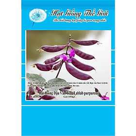 10h Hạt Giống Đậu Ván Tím (Lablab purpureus)