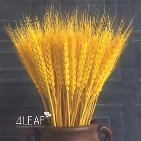 Mua Bông Lúa Mạch Vàng Khô Decor Set 100 Bông - Trang Trí - Decor - Để Bàn