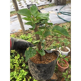 Mua Hoa giấy đổi màu