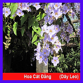 Mua Cây Hoa Cát Đằng (dây leo) - cây cảnh vườn + tặng phân bón cho cây