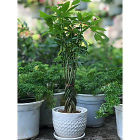 Cây kim ngân bím mẫu mới vườn xanh 24h