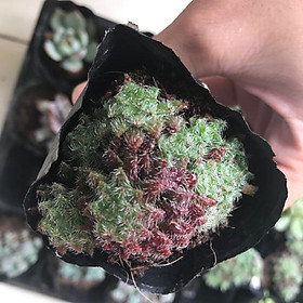 Mua Sedum Phật Bà lông