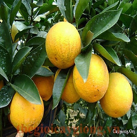 Mua CÂY GIỐNG CAM VINH (CAM XÃ ĐOÀI)