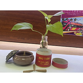Mua Combo nhang nụ Trầm hương đặc biệt- Gồm 1 hộp nhang nụ Trầm 50v Đặc Biệt+ 1 lư đốt