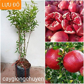 Mua CÂY GIỐNG LỰU ĐỎ CHO QUẢ SAU 1 NĂM