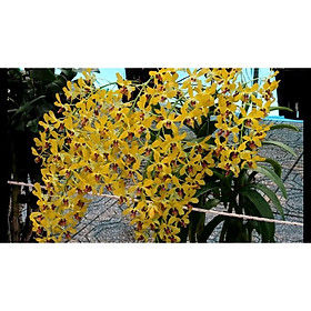 Cây lan Dendro nắng thơm Pensoda - Hàng cây tơ sắp hoa