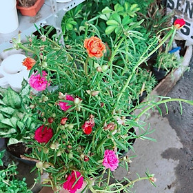Mua Hoa mười giờ mỹ
