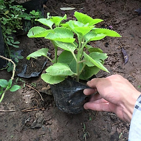 Mua CÂY HÚNG CHANH - CÂY GIA VỊ HƯƠNG THƠM ( CÂY NHƯ HÌNH ĐĂNG)