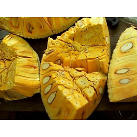 Mít tứ quý, giống Cây MÍT TỨ QUÝ ghép, cây bầu lớn, cây to khỏe như hình, cam kết giống chuẩn