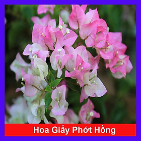 Cây Hoa Giấy Phớt Hồng - cây cảnh để bàn + tặng phân bón cho cây