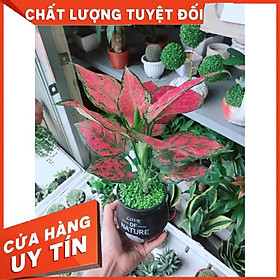 Chậu vạn lộc đỏ Nhiều Người Mua