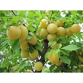 Mua Cây mận vàng cao 50  cm (ẢNh thật số 2)