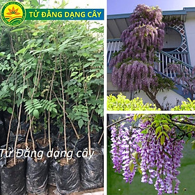 Cây giống hoa tử đằng, giống cây thân gỗ có dây leo, hoa nở quanh năm, rất phù hợp trồng ban công, trang trí cổng nhà