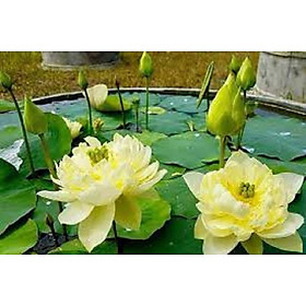 Mua củ sen cung đình giống