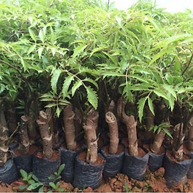 CÂY GIỐNG ĐINH LĂNG NẾP LÁ NHỎ- bán buôn bán sỉ