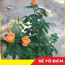 Mua Hoa hồng Tezza cam cá hồi - Cây trồng ổn định sẵn trong chậu MinaKun Shop