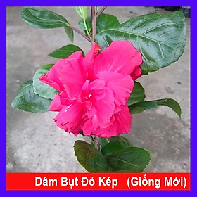 Hoa Dâm Bụt Thái - (cánh kép, giống mới) + tặng phân bón cho cây mau lớn