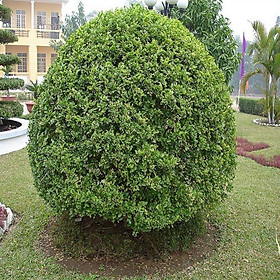 Mua CÂY NGÂU HOA VÀNG TẠO HÌNH THÁP  CÂY CAO 70CM-1M