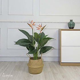 CÂY THIÊN ĐIỂU GIẢ - LANDECOR