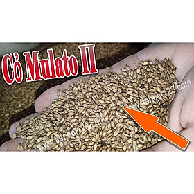 Mua Hạt giống cỏ Mulato II - Cỏ Sả Dinh Dưỡng (gói 100g)