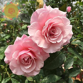 Mua Cây hoa hồng ngoại Our Lady of Guadalupe rose (bụi) đẹp nuột nà - Hoa hồng Thăng Long Flower