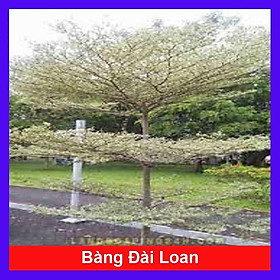 Cây Bàng Đài Loan - cây cảnh vườn + tặng phân bón cho cây