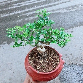 Mua Chậu Cây Cần Thăng