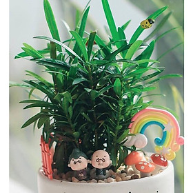 Cây để bàn vạn niên tùng