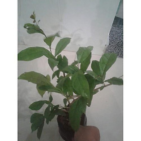 Mua cây xạ đen - cây giống